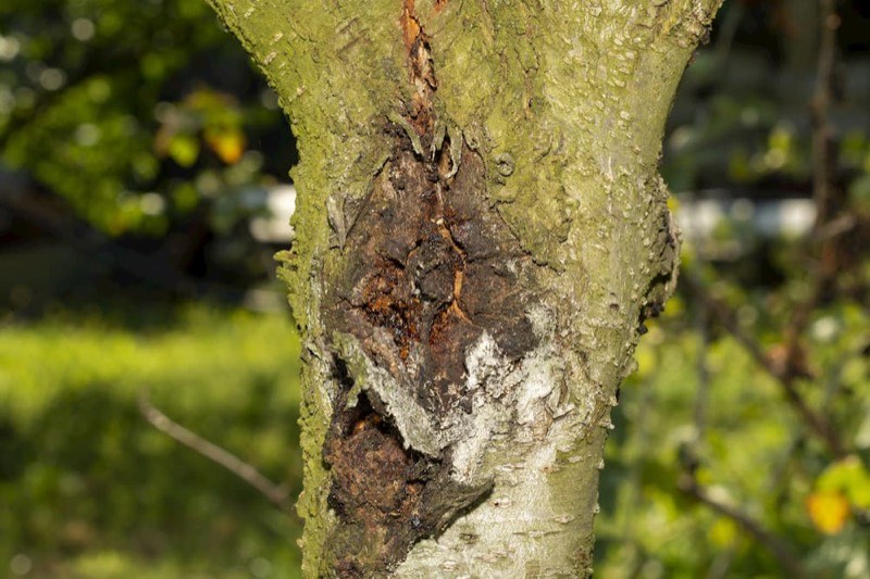 Tree canopy showing dieback and discolouration