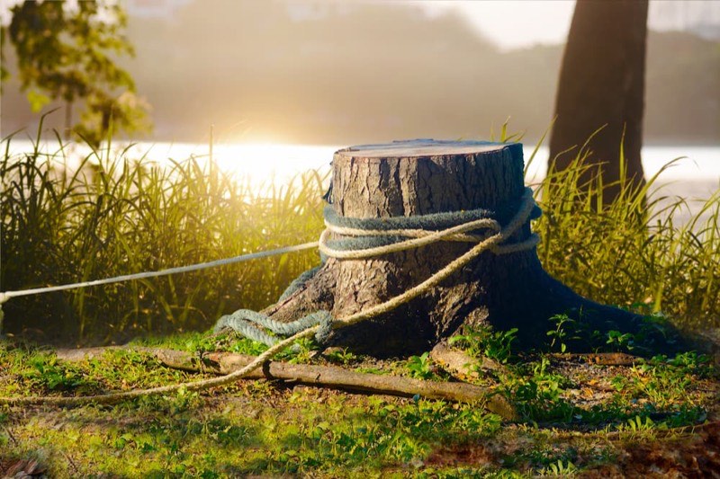 Dead tree scheduled for removal