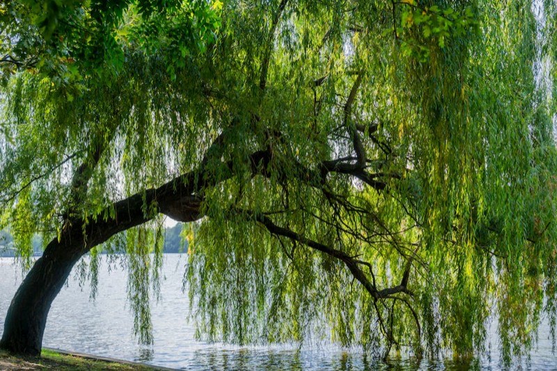 Weeping willow tree canopy